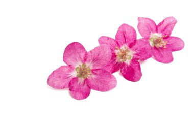 elma ağacının beyaz arka plan üzerinde izole kırmızı çiçekler