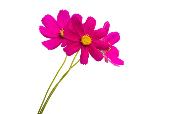 Red Cosmos Flowers Isolated White Background — Stock Photo, Image