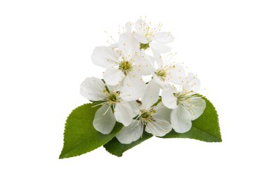 beyaz arkaplanda izole kiraz çiçekleri