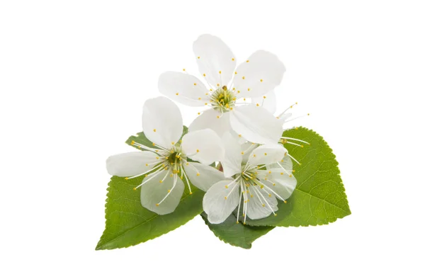 Flores Cereja Isolado Fundo Branco — Fotografia de Stock