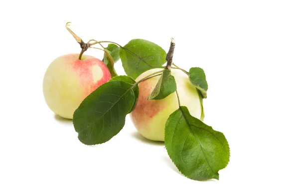 Apple Leaves White Background — Stock Photo, Image