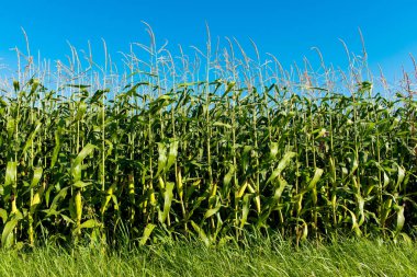 Güneşli bir günde mısır tarlası
