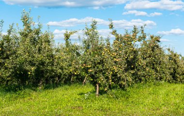 güneşli bir elma bahçesi