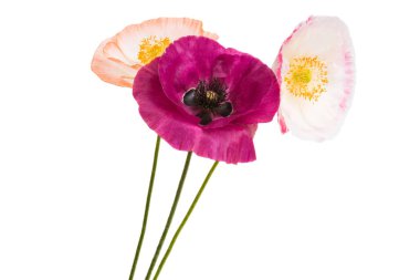 Beyaz arka planda izole edilmiş güzel gelincikler