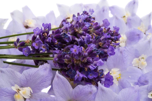 lavender background from flowers on white background