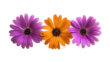 Osteosperumum Çiçek Papatyası Beyaz Arkaplanda izole edildi. Makro Yakın Çekim