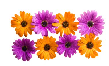 Osteosperumum Çiçek Papatyası Beyaz Arkaplanda izole edildi. Makro Yakın Çekim