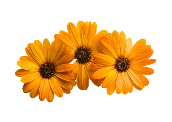 Osteosperumum Flower Daisy Isolated White Background Macro Closeup — Stock Photo, Image