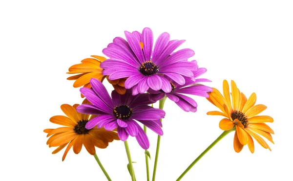 Osteosperumum Flower Daisy Isolated White Background Macro Closeup — Stock Photo, Image