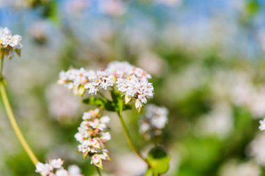 Karabuğday güneşli bir çiçek açan alanıyla