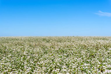 Karabuğday güneşli bir çiçek açan alanıyla