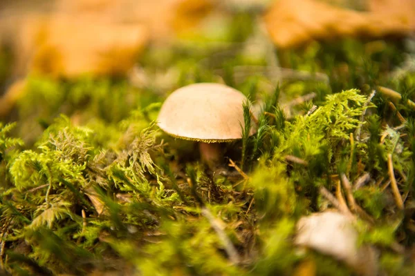 Cogumelos Que Crescem Estação Outono — Fotografia de Stock