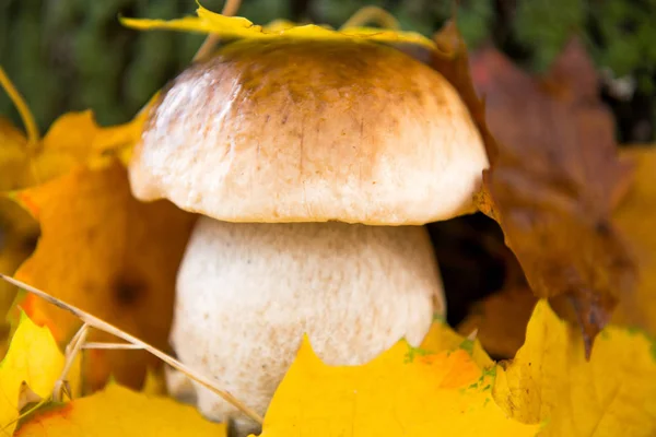 mushrooms growing in the autumn season