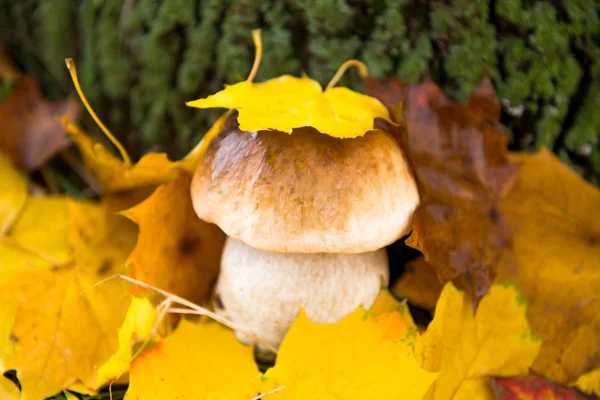 mushrooms growing in the autumn season