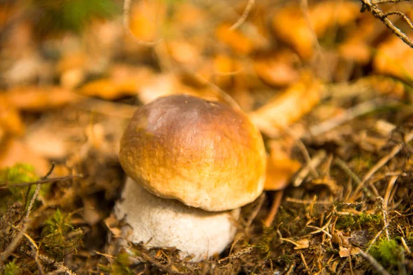mushrooms growing in the autumn season