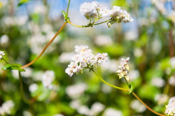 Blommande Fält Med Bovete Solig Dag — Stockfoto