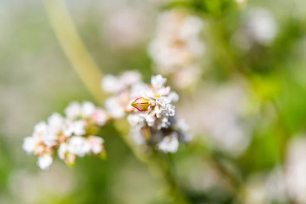 Karabuğday Güneşli Bir Çiçek Açan Alanıyla — Stok fotoğraf