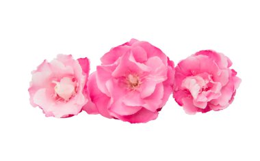 Beyaz arka plan üzerinde izole zakkum çiçekleri