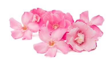 Beyaz arka plan üzerinde izole zakkum çiçekleri