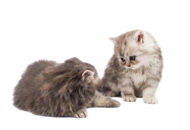 Beyaz arka plan üzerinde izole kabarık yavru kedi