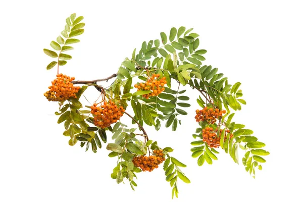 Branch Clusters Mountain Ash Isolated White Background — Stock Photo, Image