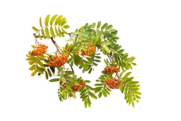 Branch Clusters Mountain Ash Isolated White Background — Stock Photo, Image