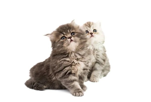 Pluizige Kittens Geïsoleerd Witte Achtergrond — Stockfoto