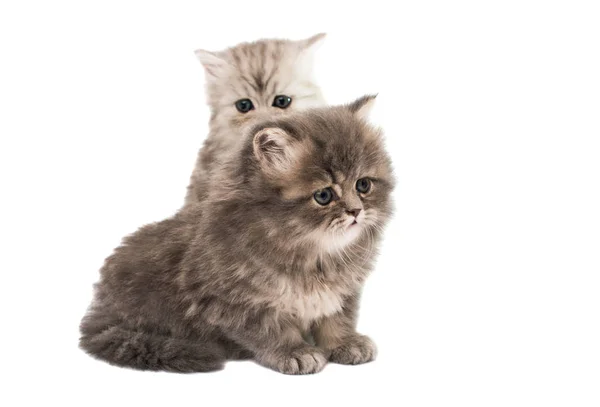 Koťátkách Izolovaných Bílém Pozadí — Stock fotografie