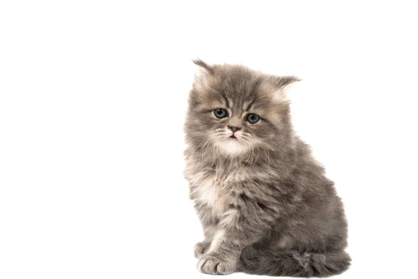 Flauschige Kätzchen Isoliert Auf Weißem Hintergrund — Stockfoto