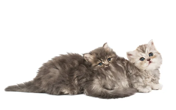 Fluffy Kittens Isolated White Background — Stock Photo, Image