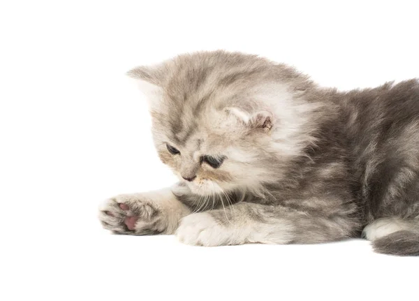 Flauschige Kätzchen Isoliert Auf Weißem Hintergrund — Stockfoto