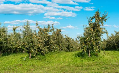 güneşli bir elma bahçesi