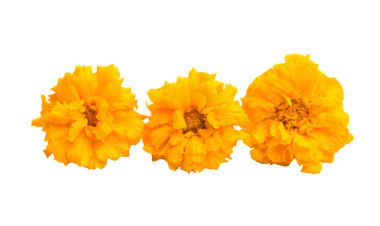 Kadife çiçekleri beyaz arkaplanda izole edilmiş