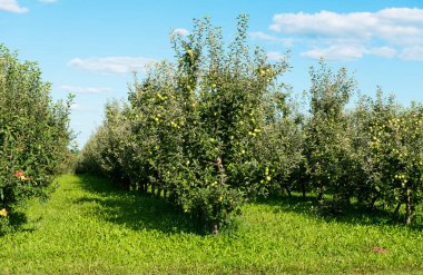 güneşli bir elma bahçesi