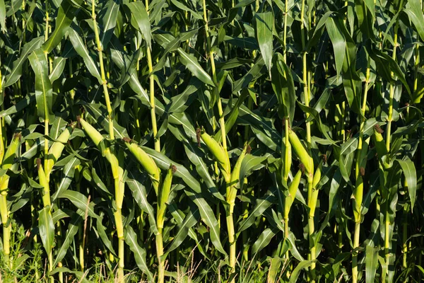 Corn Growing Field Close — Stock Photo, Image