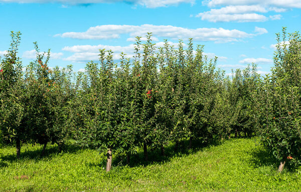 apple orchard on a sunny day