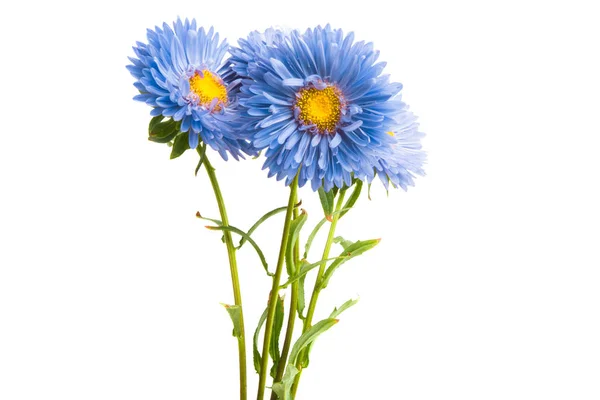 Blue Aster Isolated White Background — Stock Photo, Image