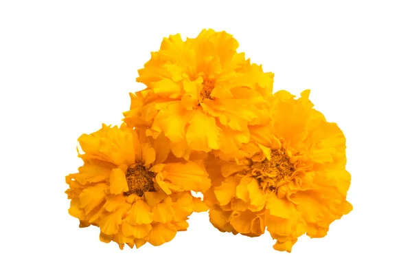 Marigolds Isolerad Vit Bakgrund — Stockfoto