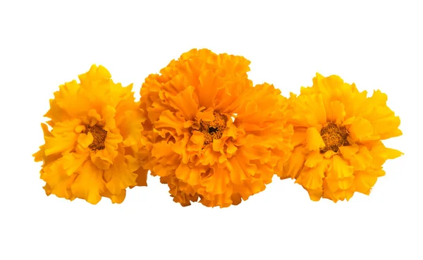 Calendule Isolate Sfondo Bianco — Foto Stock