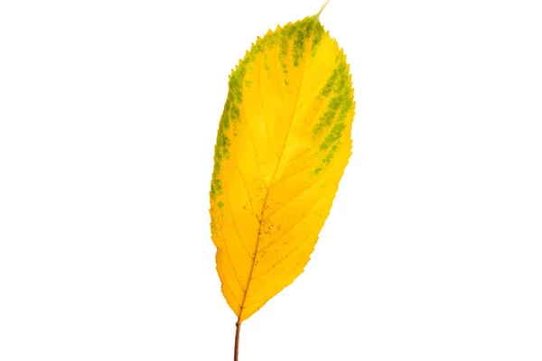 Hoja Otoño Aislada Sobre Fondo Blanco — Foto de Stock