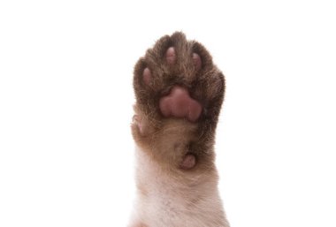 beyaz arkaplanda izole edilmiş bir kedi yavrusu