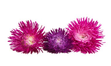 güzel Aster beyaz arka plan üzerinde izole