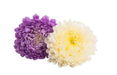 güzel Aster beyaz arka plan üzerinde izole