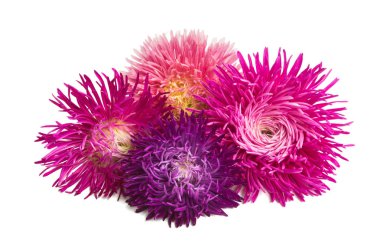 güzel Aster beyaz arka plan üzerinde izole