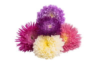 güzel Aster beyaz arka plan üzerinde izole