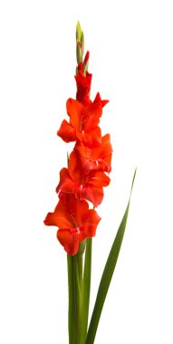 Beyaz arka plan üzerinde izole güzel Glayöl çiçek