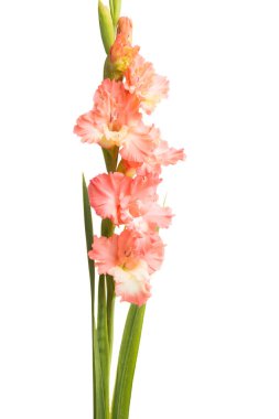 Beyaz arka plan üzerinde izole güzel Glayöl çiçek