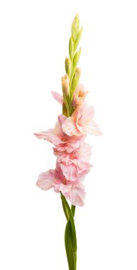 Beyaz arka plan üzerinde izole güzel Glayöl çiçek