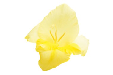 Beyaz arka plan üzerinde izole güzel Glayöl çiçek