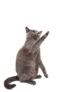 Gri kedi beyaz arkaplanda izole edildi